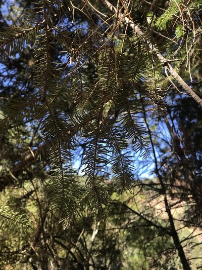 Abies hickelii, photographed by Noel