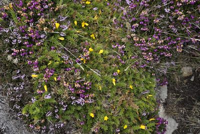 Ulex gallii, photographed by Jaro Guzinski