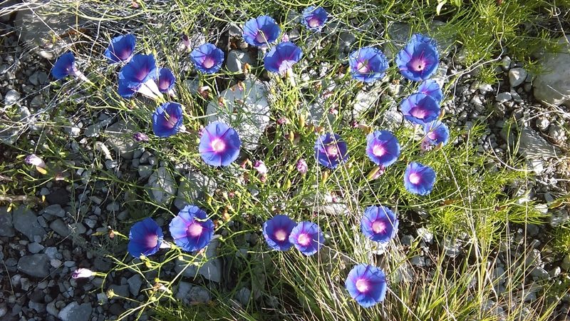 Ipomoea sescossiana, photographed by Leticia Jiménez Hernández