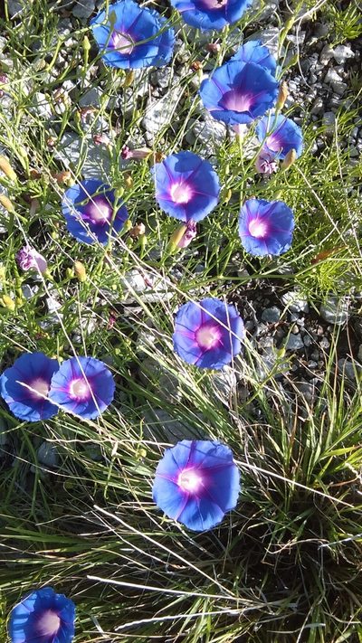 Ipomoea sescossiana, photographed by Leticia Jiménez Hernández