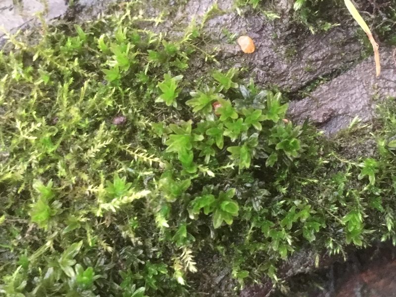 Dialytrichia mucronata, photographed by Paul Cook