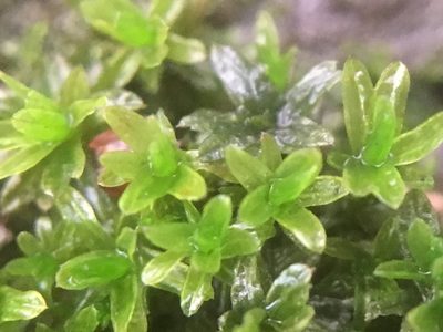 Dialytrichia mucronata, photographed by Paul Cook