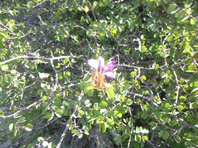 Bauhinia ramosissima, photographed by Leticia Jiménez Hernández
