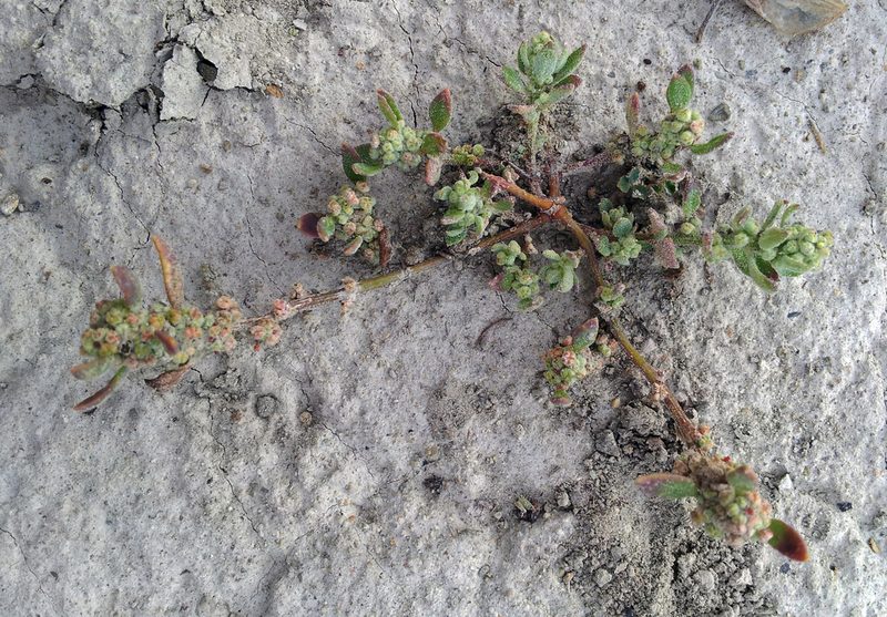 Chenopodium detestans, photographed by Peter de Lange