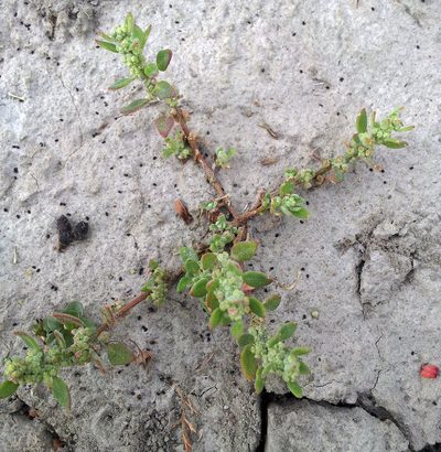 Chenopodium detestans, photographed by Peter de Lange