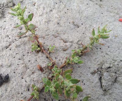 Chenopodium detestans, photographed by Peter de Lange