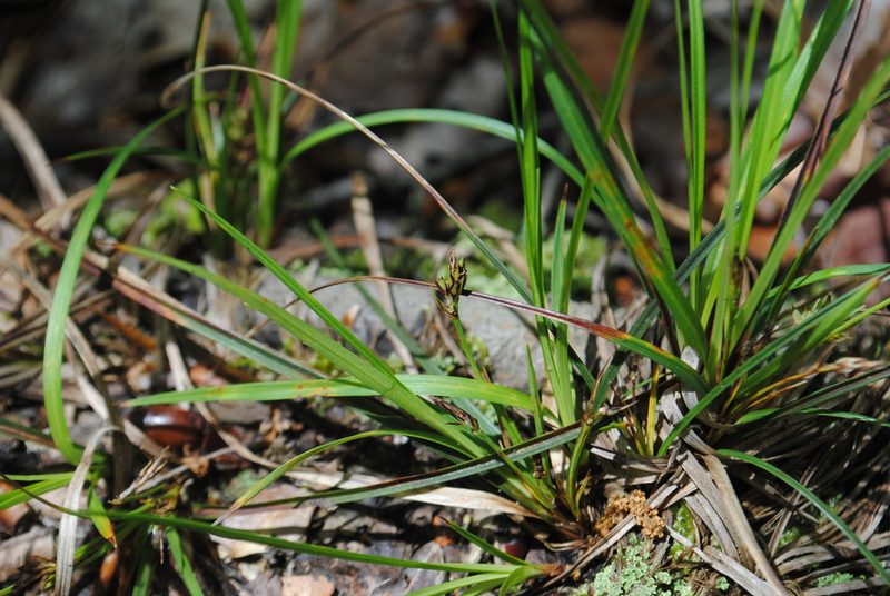 Carex nigromarginata, photographed by Zihao Wang