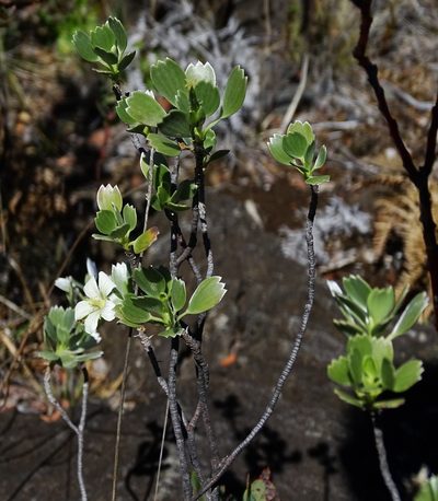 Geranium cuneatum, photographed by Jesse Rorabaugh