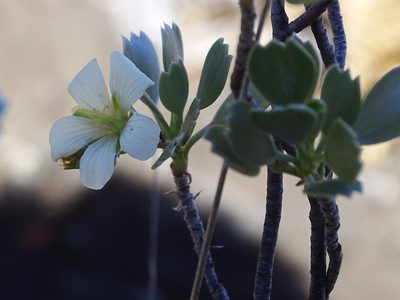 Geranium cuneatum, photographed by Jesse Rorabaugh