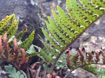 Polystichum wawranum, photographed by nick_goldwater