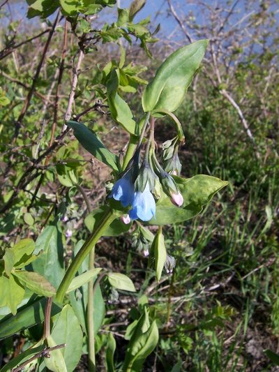 Mertensia arizonica, photographed by Robbie Hannawacker