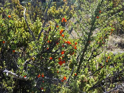 Coprosma montana, photographed by Jesse Rorabaugh