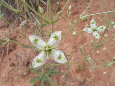 Frasera albomarginata, photographed by Robbie Hannawacker