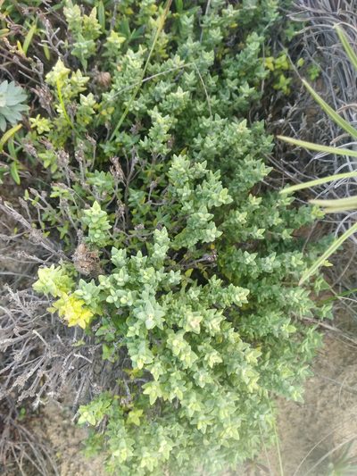 Thymus camphoratus, photographed by Rhonda Ridley