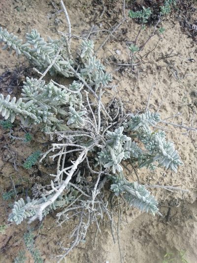 Teucrium vincentinum, photographed by Rhonda Ridley