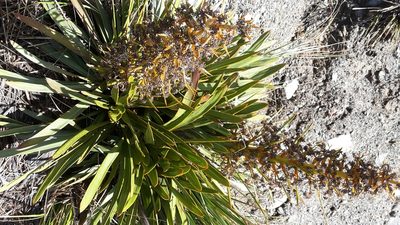 Aciphylla kirkii, photographed by naturewatchwidow