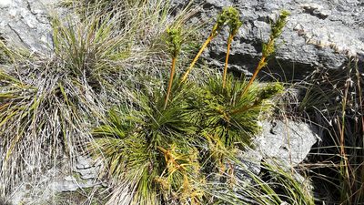 Aciphylla montana, photographed by naturewatchwidow