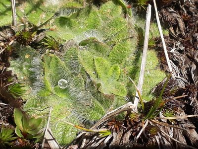 Plantago lanigera, photographed by Leon Perrie