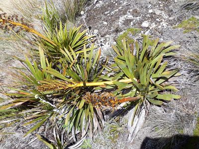 Aciphylla kirkii, photographed by Leon Perrie