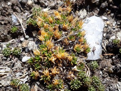 Colobanthus buchananii, photographed by Leon Perrie