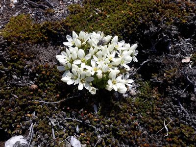 Gentianella divisa, photographed by Leon Perrie
