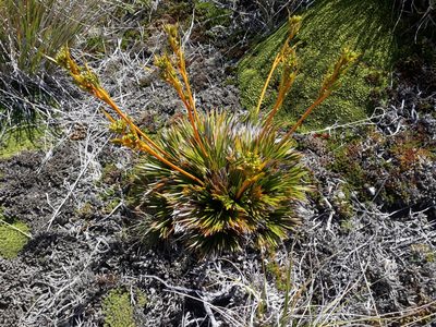 Aciphylla montana, photographed by Leon Perrie