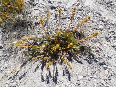 Aciphylla montana, photographed by Leon Perrie