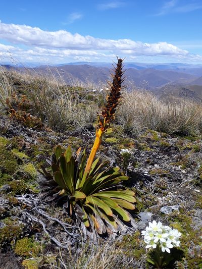 Aciphylla kirkii, photographed by Leon Perrie