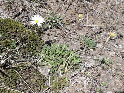 Brachyscome montana, photographed by Leon Perrie
