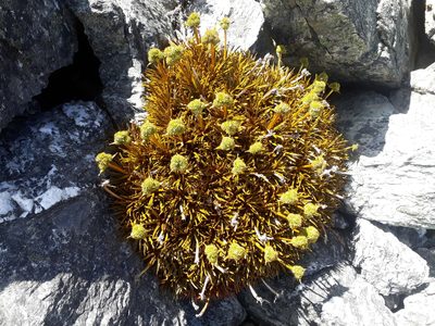 Aciphylla simplex, photographed by Leon Perrie