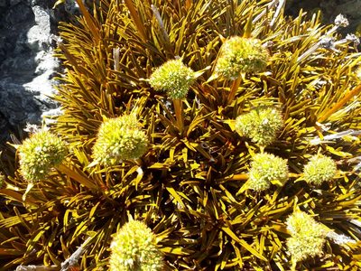 Aciphylla simplex, photographed by Leon Perrie