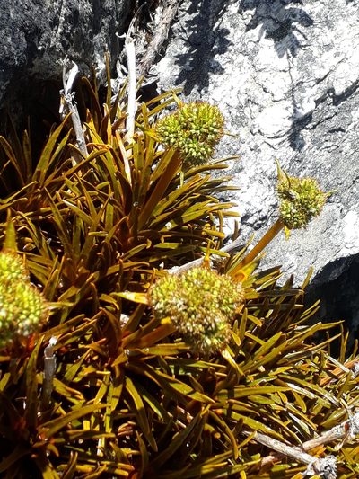 Aciphylla simplex, photographed by Leon Perrie
