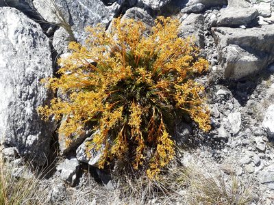 Aciphylla montana, photographed by Leon Perrie