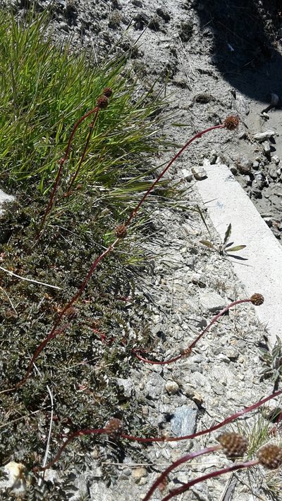Acaena fissistipula, photographed by naturewatchwidow