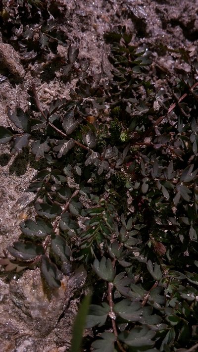 Acaena fissistipula, photographed by naturewatchwidow