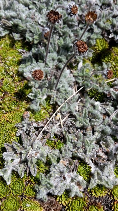 Leptinella albida, photographed by naturewatchwidow