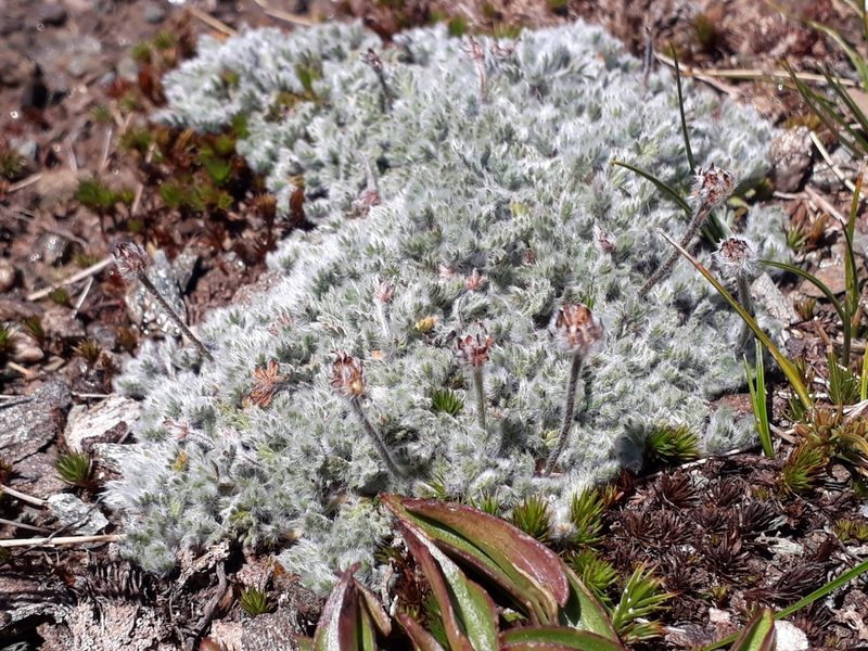 Leptinella albida, photographed by Leon Perrie