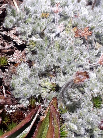 Leptinella albida, photographed by Leon Perrie