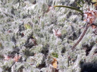 Leptinella albida, photographed by Leon Perrie