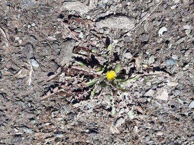 Taraxacum zealandicum, photographed by Leon Perrie