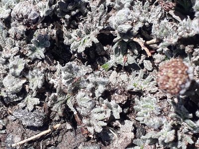 Leptinella albida, photographed by Leon Perrie