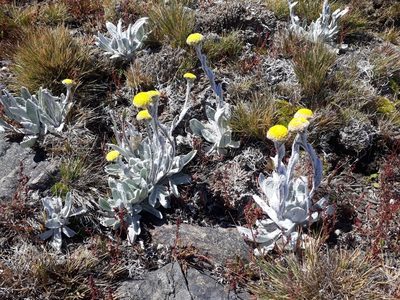Craspedia lanata, photographed by Leon Perrie