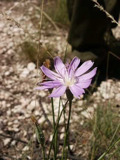 Lygodesmia grandiflora, photographed by Robbie Hannawacker