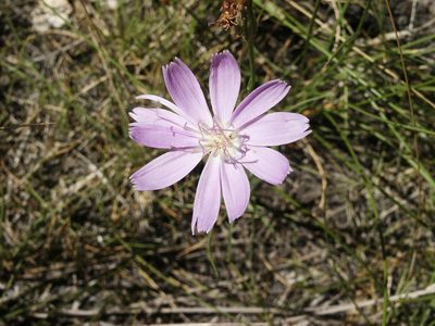 Lygodesmia grandiflora, photographed by Robbie Hannawacker
