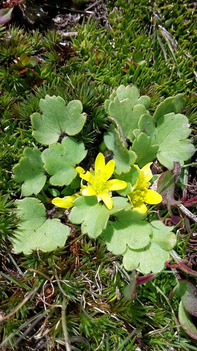 Ranunculus royi, photographed by naturewatchwidow