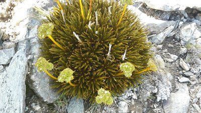 Aciphylla simplex, photographed by naturewatchwidow