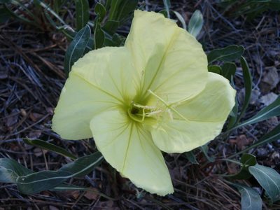 Oenothera howardii, photographed by Robbie Hannawacker