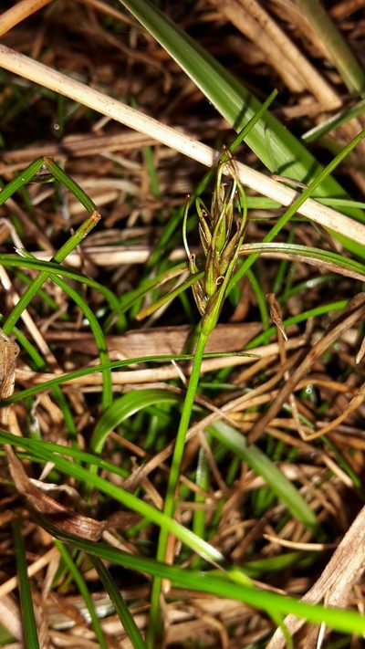 Carex drucei, photographed by naturewatchwidow