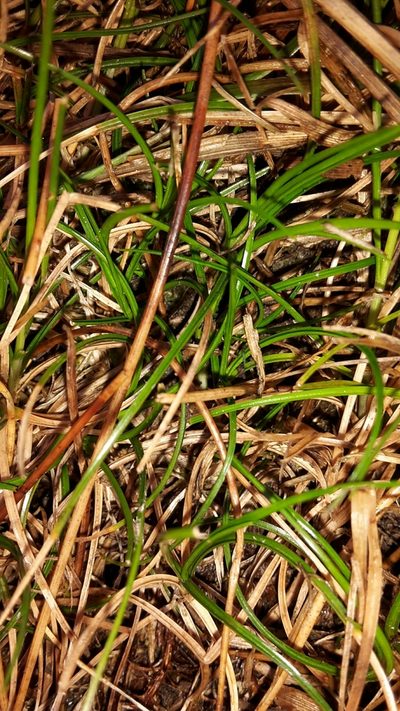Carex drucei, photographed by naturewatchwidow