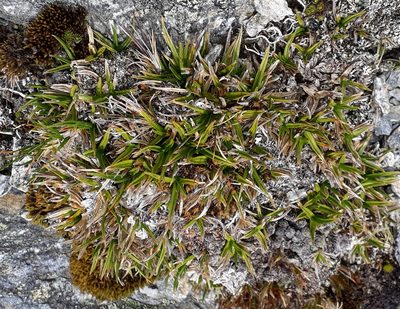 Carex pterocarpa, photographed by Leon Perrie